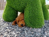 Chiot Caniche toy rouge vif à vendre