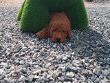Chiot Caniche toy rouge disponible immédiatement