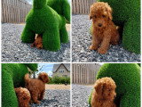 Chiot Caniche toy rouge disponible immédiatement