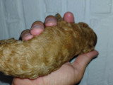 Chiot Caniche toy rouge/abricot