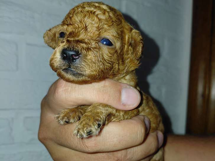 Chiot Caniche toy rouge/abricot