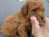 Chiot Caniche toy fauve