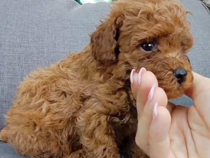 Chiot Caniche toy fauve