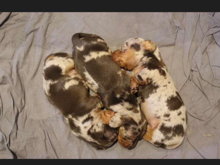 Chiots Teckel Nain à poils ras à vendre