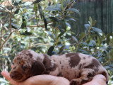 Chiots Teckel Nain à poils ras à vendre
