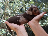 Chiots Teckel Nain à poils ras à vendre