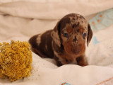 Chiots Teckel Nain à poils ras à vendre