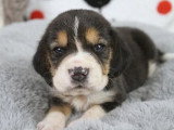 6 chiots Beagle tricolores LOF nés en mai 2026 à réserver