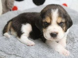 6 chiots Beagle tricolores LOF nés en mai 2026 à réserver