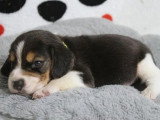 6 chiots Beagle tricolores LOF nés en mai 2026 à réserver