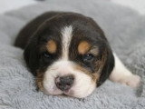 6 chiots Beagle tricolores LOF nés en mai 2026 à réserver