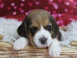 À réserver : 4 chiots Beagles tricolores LOF nés en mai 2026