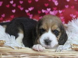 À réserver : 4 chiots Beagles tricolores LOF nés en mai 2026