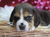 À réserver : 4 chiots Beagles tricolores LOF nés en mai 2026