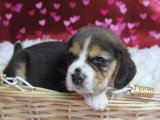 À réserver : 4 chiots Beagles tricolores LOF nés en mai 2026