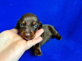 5 chiots Teckel LOF chocolat de mai 2026 à réserver