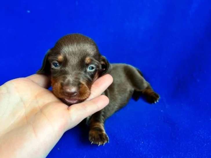 5 chiots Teckel LOF chocolat de mai 2026 à réserver