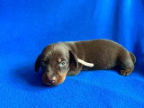 5 chiots Teckel LOF chocolat de mai 2026 à réserver