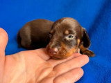5 chiots Teckel LOF chocolat de mai 2026 à réserver