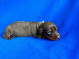 5 chiots Teckel LOF chocolat de mai 2026 à réserver