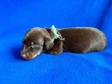 5 chiots Teckel LOF chocolat de mai 2026 à réserver