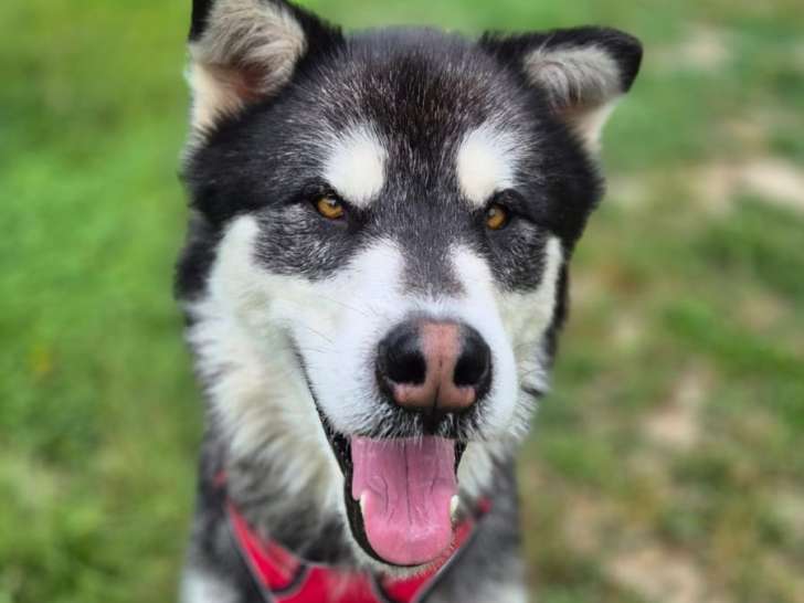 Shadow, croisé Malamute à adopter en association
