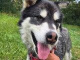 Shadow, croisé Malamute à adopter en association