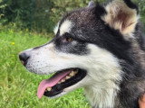Shadow, croisé Malamute à adopter en association