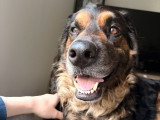 Isko, Bouvier Bernois à adopter en association