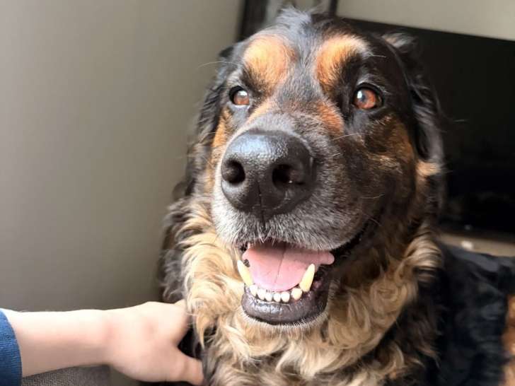 Isko, Bouvier Bernois à adopter en association