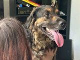 Isko, Bouvier Bernois à adopter en association