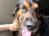 Isko, Bouvier Bernois à adopter en association
