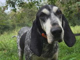 Pipo, chien Bleu de Gascogne à adopter en association