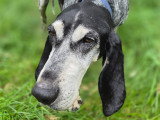 Pipo, chien Bleu de Gascogne à adopter en association