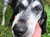 Pipo, chien Bleu de Gascogne à adopter en association