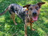 Scouby, jeune chien croisé Beauceron à adopter en association