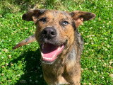 Scouby, jeune chien croisé Beauceron à adopter en association
