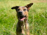 Scouby, jeune chien croisé Beauceron à adopter en association