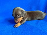 Portée de 2 chiots Teckel nain poils ras chocolat LOF à vendre