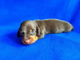 Portée de 2 chiots Teckel nain poils ras chocolat LOF à vendre