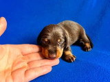 Portée de 2 chiots Teckel nain poils ras chocolat LOF à vendre