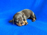 Portée de 2 chiots Teckel nain poils ras chocolat LOF à vendre