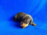 Portée de 2 chiots Teckel nain poils ras chocolat LOF à vendre