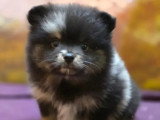 4 chiots femelles Spitz Allemand non LOF nés en avril 2026 à vendre