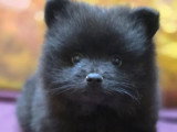 4 chiots femelles Spitz Allemand non LOF nés en avril 2026 à vendre