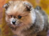 4 chiots femelles Spitz Allemand non LOF nés en avril 2026 à vendre
