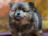 4 chiots femelles Spitz Allemand non LOF nés en avril 2026 à vendre