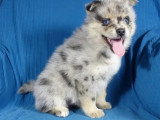 Portée de 7 chiots Pomsky non LOF nés en avril 2026 à vendre