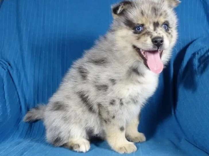 Portée de 7 chiots Pomsky non LOF nés en avril 2026 à vendre