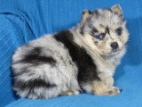 Portée de 7 chiots Pomsky non LOF nés en avril 2026 à vendre